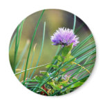 chives, blue, grass, plants, plant, flowers,