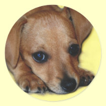 Chiweenie Sticker stickers