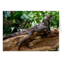 CHLAMYDOSAURUS KINGII cards by CrisIsaac CHLAMYDOSAURUS KINGII cards