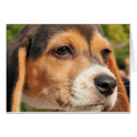 Chloe - Beagle Photo-19 card