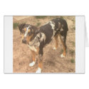 Chloe cards by Catahoula Chloe cards