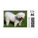 Chloe in the Yard postage by libbann Chloe in the Yard postage
