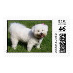 Chloe in the Yard Postage Stamp