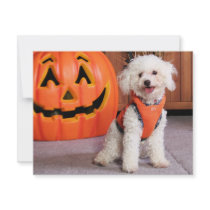 Chloe - Poochon - Photo-10 invitations