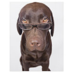 Choccy Lab in Glasses Flyer
