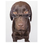 Choccy Lab in Glasses Letterhead