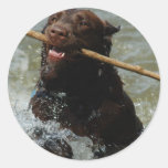 Chocloate Lab Round Stickers