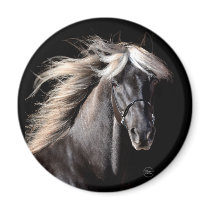 Choco Rocky Mountain Horse Magnets
