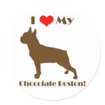 Chocolate Boston Terrier - Sticker