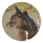 Chocolate Chihuahua stickers