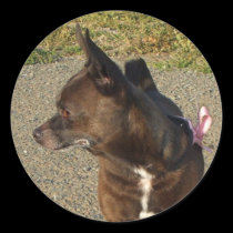 Chocolate Chihuahua stickers