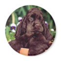 Chocolate cocker magnet by MartinisMommy Chocolate cocker magnet