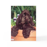 Chocolate Cocker Spaniel greeting card