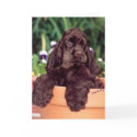 Chocolate Cocker Spaniel greeting card by MartinisMommy Chocolate Cocker Spaniel greeting card