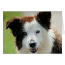Chocolate Collie cards