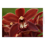 orchid