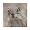Chocolate Donut Face Squirrel Magnet by poozybear Chocolate Donut Face Squirrel Magnet