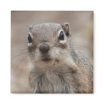 Chocolate Donut Face Squirrel Magnet