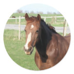 Chocolate Horse Stickers