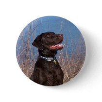 Chocolate Lab Buttons