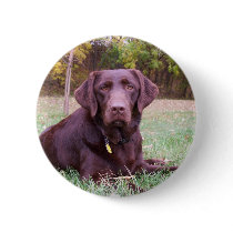 Chocolate Lab Pinback Buttons