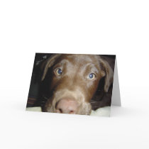 Chocolate Lab cards by alissaknopke Chocolate Lab cards