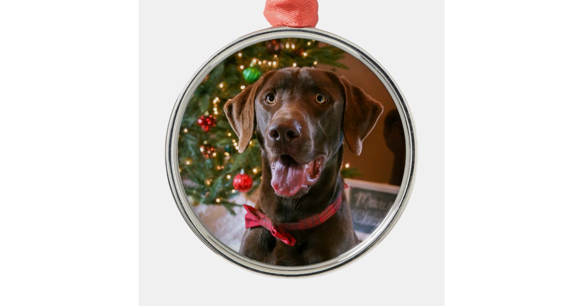 chocolate lab christmas ornament zazzle chocolate lab christmas ornament zazzle