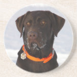 Chocolate Lab Coasters