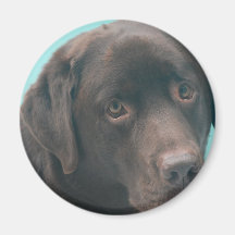 Chocolate Lab Dog Magnet