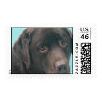 Chocolate Lab Dog Postage Stamp