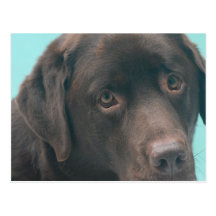 Chocolate Lab Dog Postcard