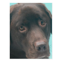 Chocolate Lab Dog Postcard