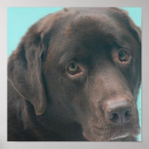 Chocolate Lab Dog Poster