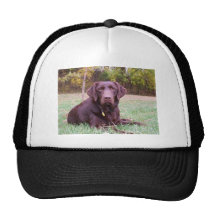 Chocolate Lab Hats
