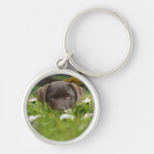 Chocolate Lab in Daisies Keychain