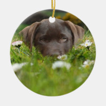 Chocolate Lab in Daisies  Ornament