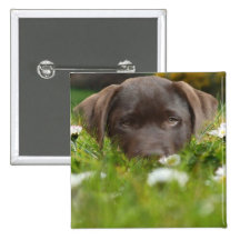 Chocolate Lab in Daisies Pin