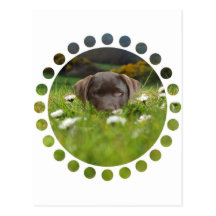 Chocolate Lab in Daisies Postcard