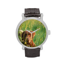 Chocolate Lab in Field Watch at Zazzle