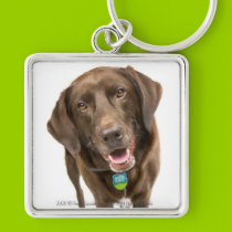 Chocolate Lab-key chain keychains