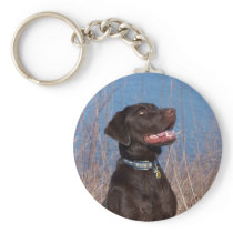 Chocolate Lab Keychains
