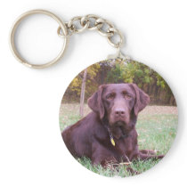 Chocolate Lab Key Chains