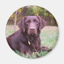 Chocolate Lab Magnet