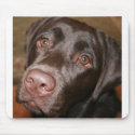 Chocolate Lab mousepads