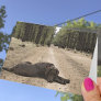 Chocolate Lab On A Forest Trail Greeting Cards