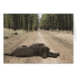 Chocolate Lab On A Forest Trail Greeting Cards