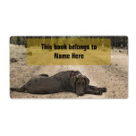Chocolate Lab On A Forest Trail Personalized Shipping Labels