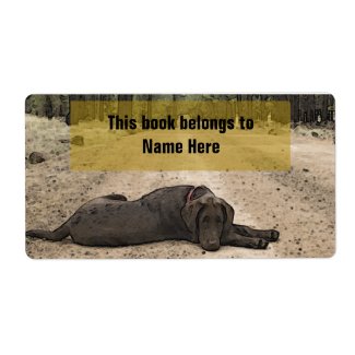 Chocolate Lab On A Forest Trail Personalized Shipping Labels