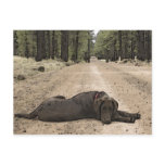 Chocolate Lab On A Forest Trail Postcards