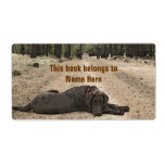 Chocolate Lab On A Forest Trail Shipping Labels